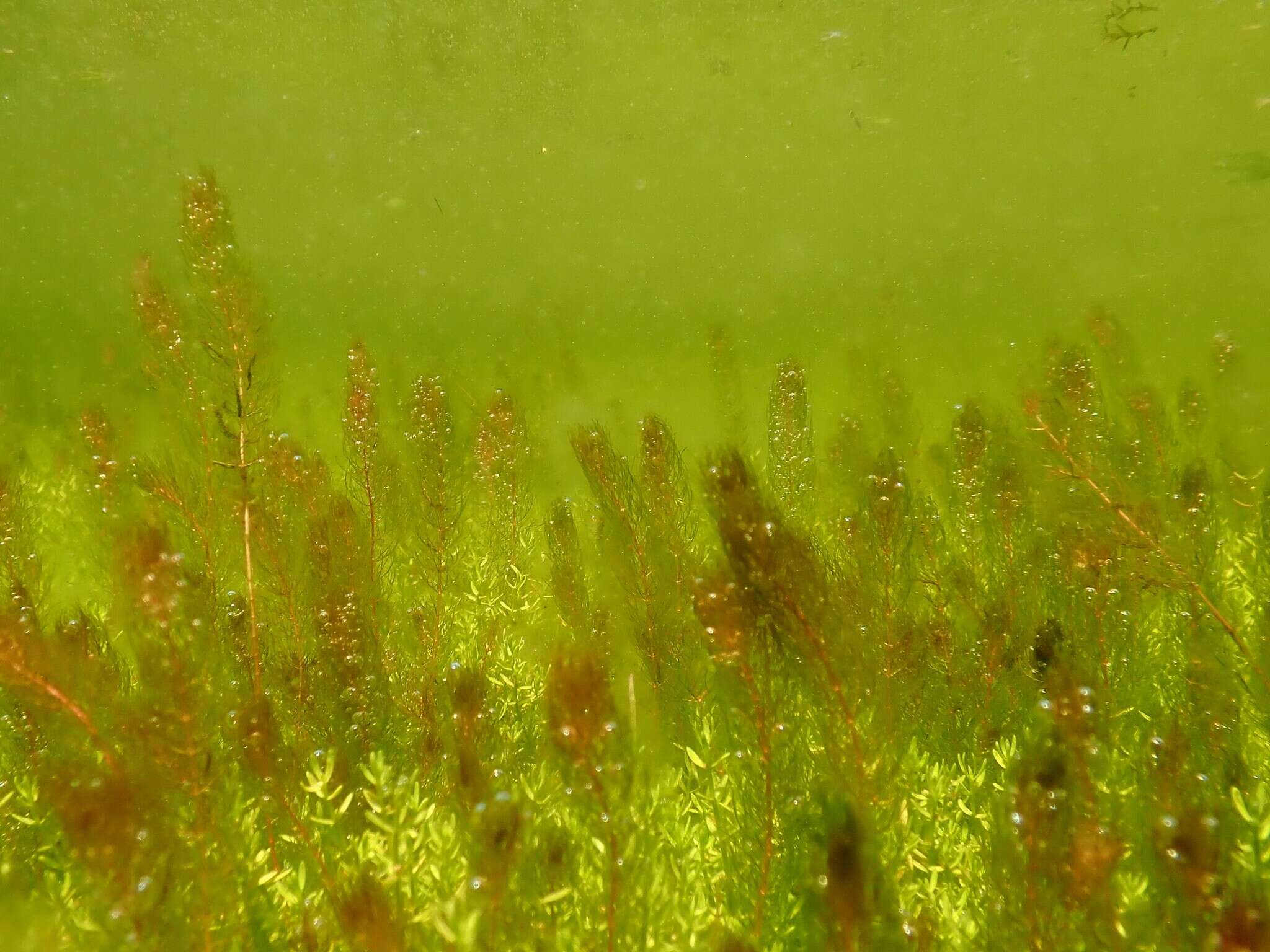 Image of Alternate Water-milfoil