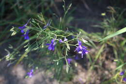 Image of Delphinium consolida subsp. consolida