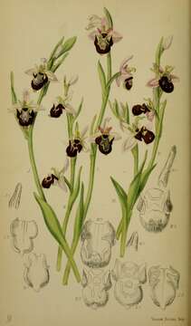 Слика од Ophrys insectifera L.