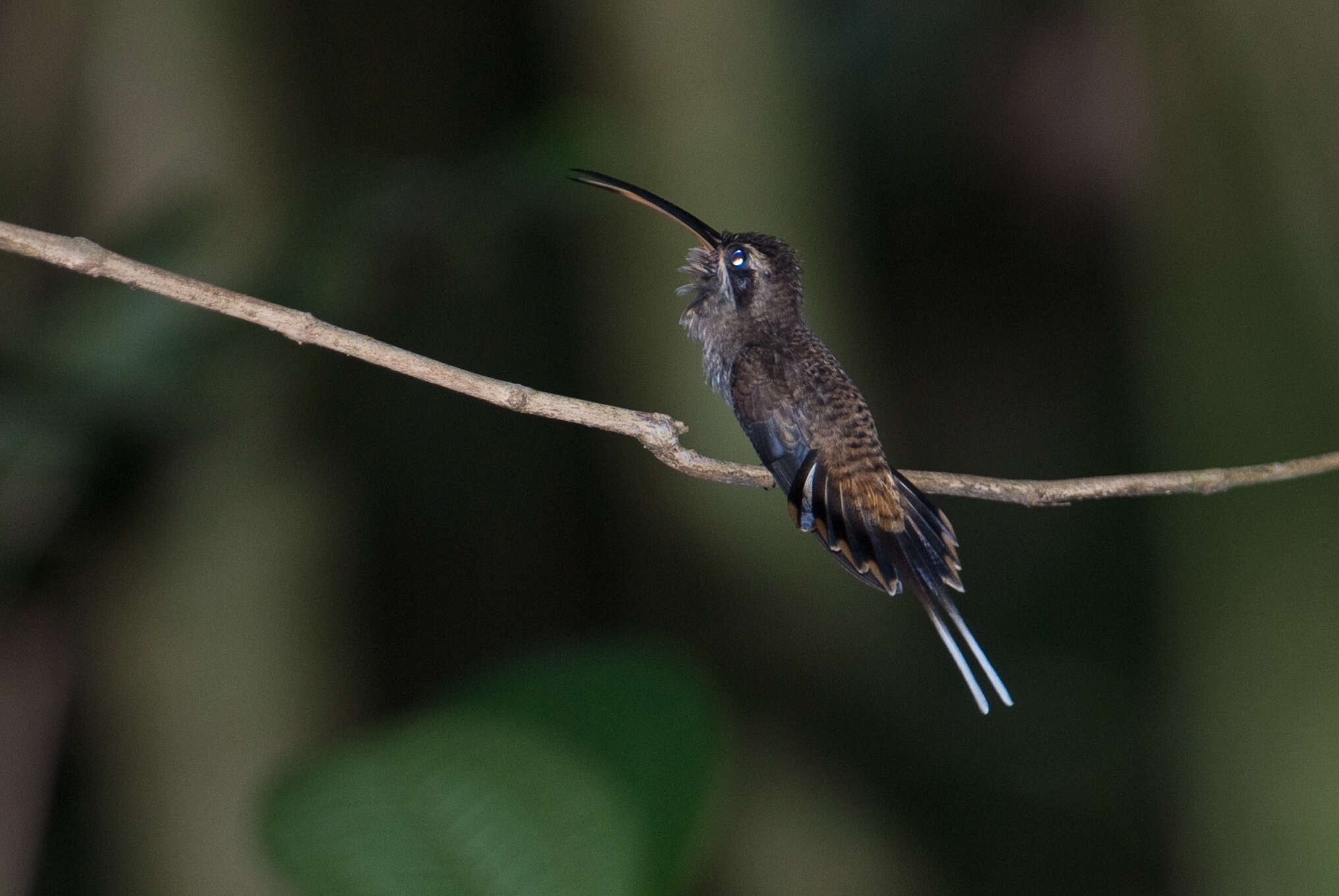 Image of Long-billed Hermit