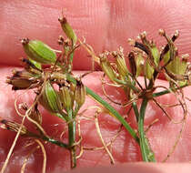 Image of cumin