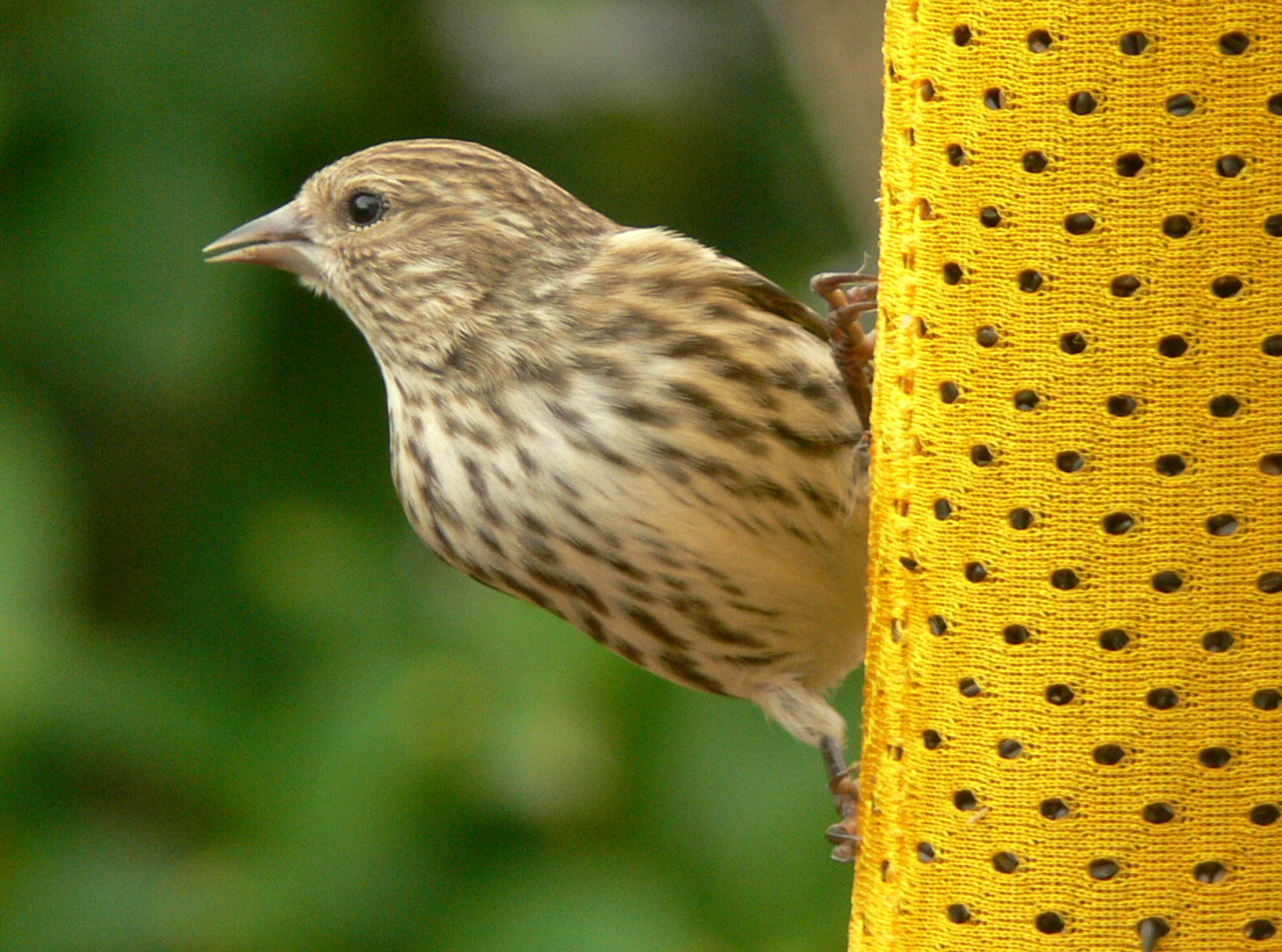 Image of Pine Siskin