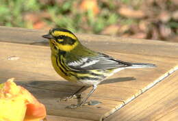 Image of Townsend's Warbler