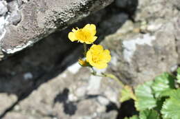 Geum radiatum Michx.的圖片