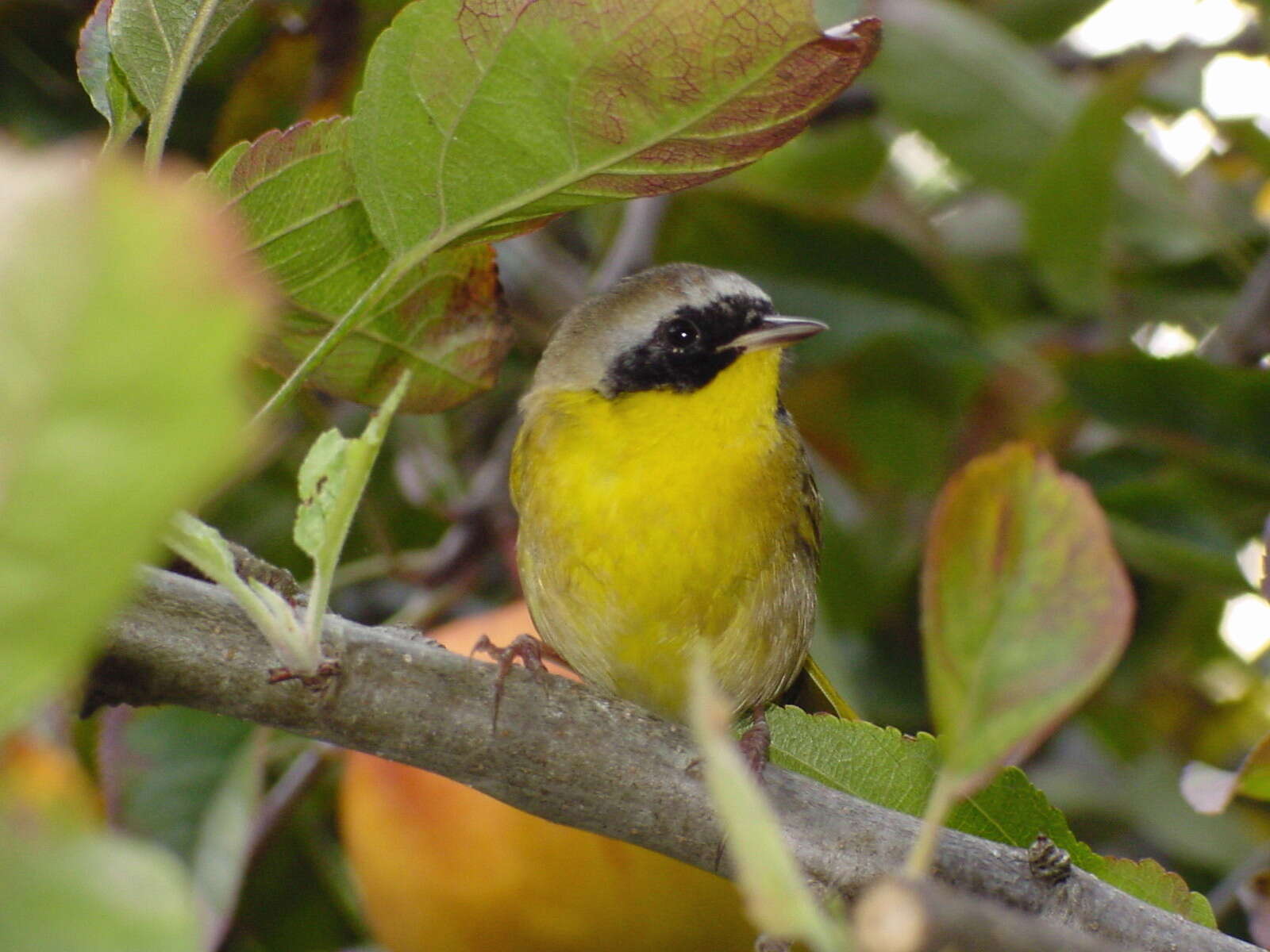 Geothlypis trichas (Linnaeus 1766) resmi