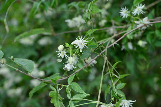 Image of Clematis parviloba Gardn. & Champ.