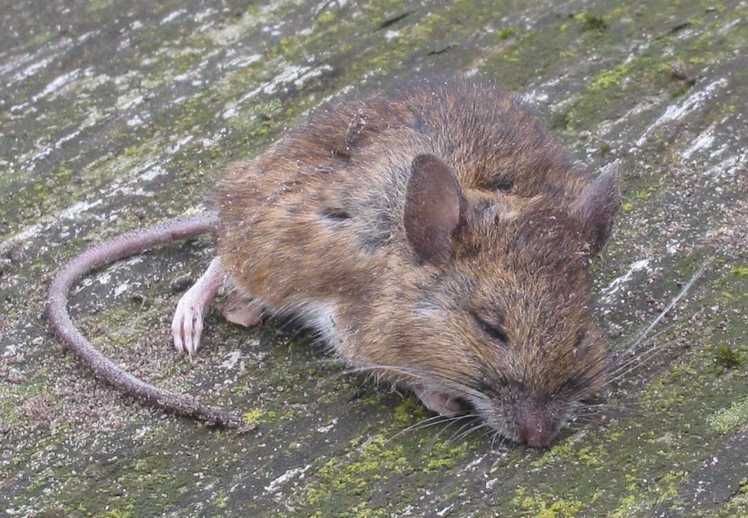 Image of wood mouse, long-tailed field mouse