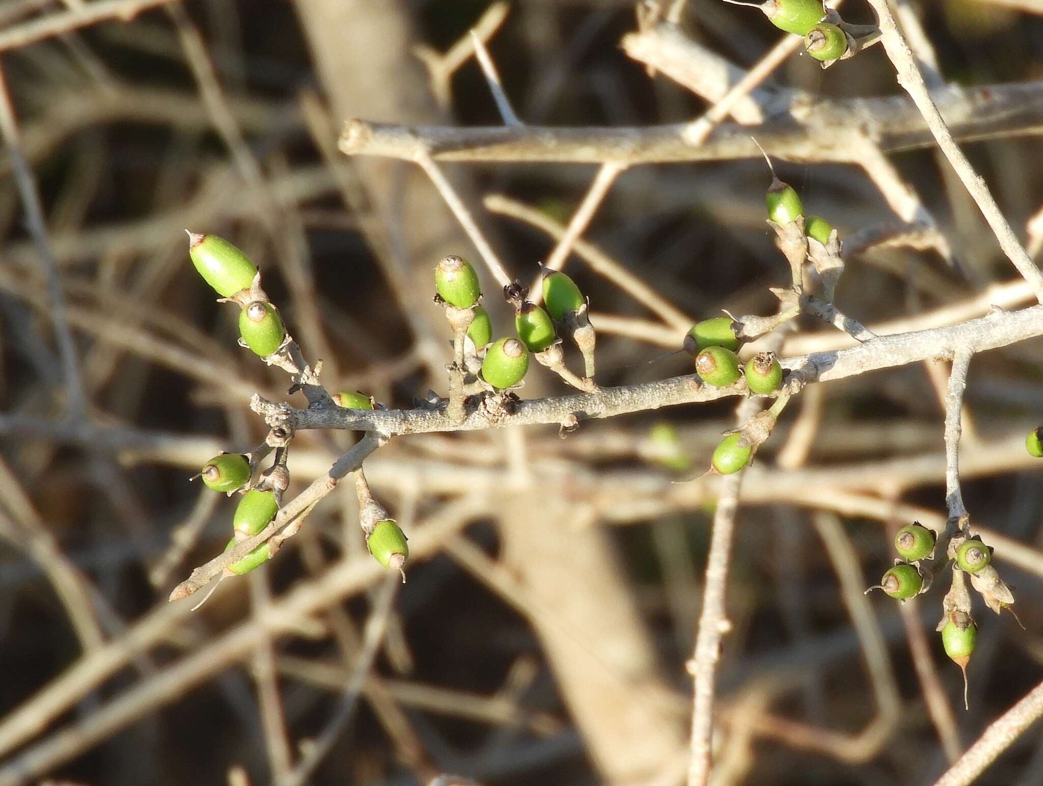 Image of Erythroxylum mexicanum Kunth