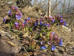 Image of Pulmonaria mollis Hornem.