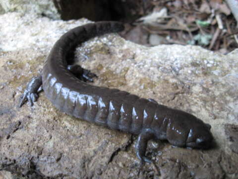 Image of Streamside Salamander