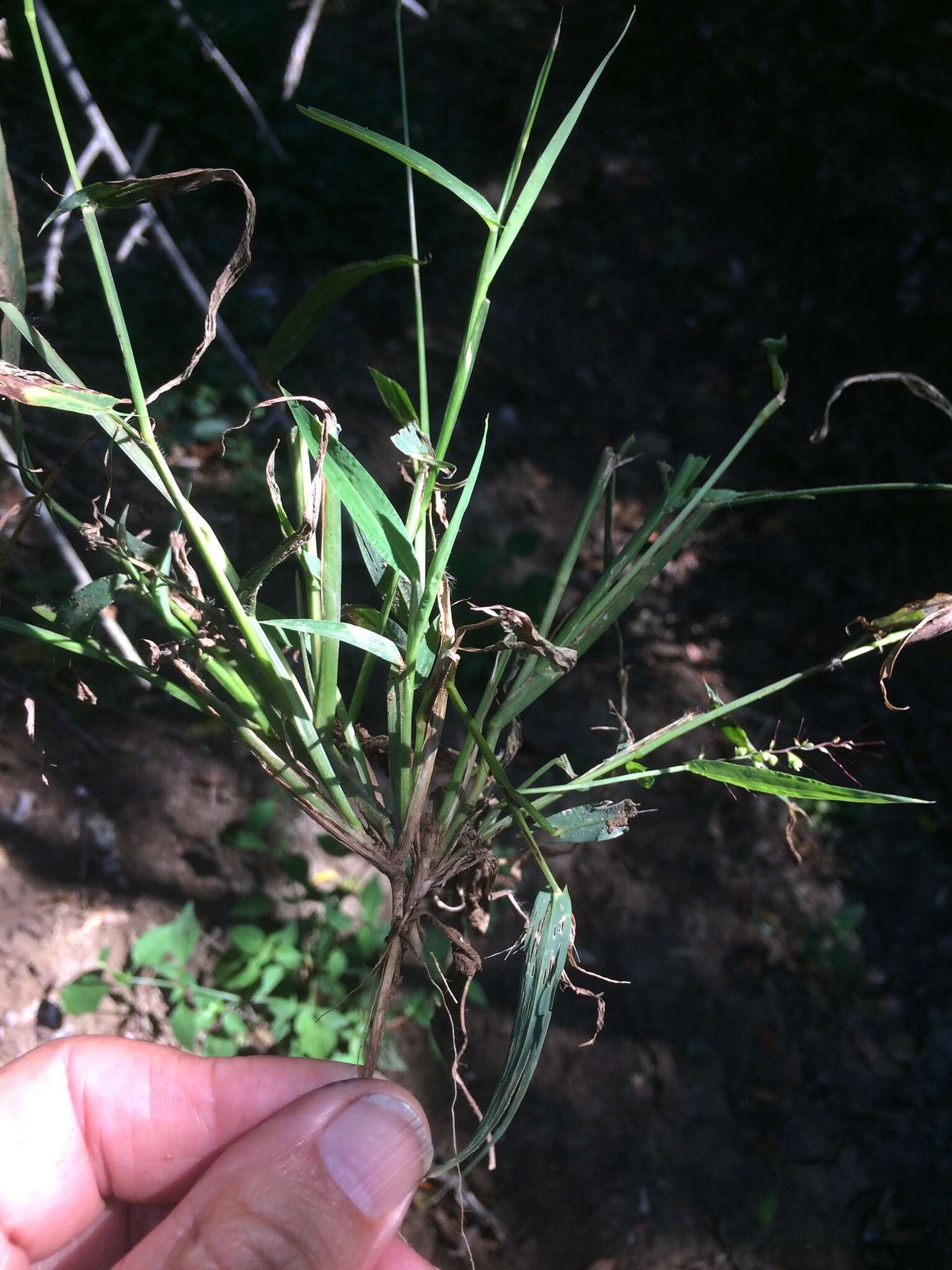 Plancia ëd Setaria sagittifolia (A. Rich.) Walp.