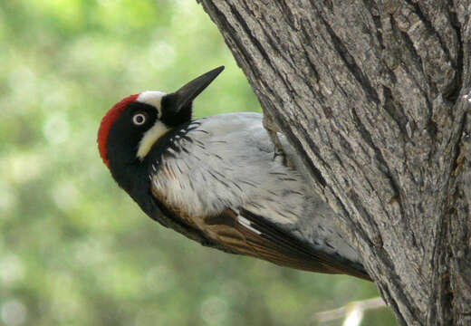 Image of Acorn Woodpecker