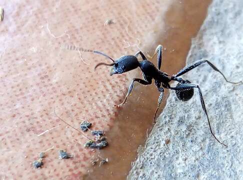 Image of Aphaenogaster senilis Mayr 1853