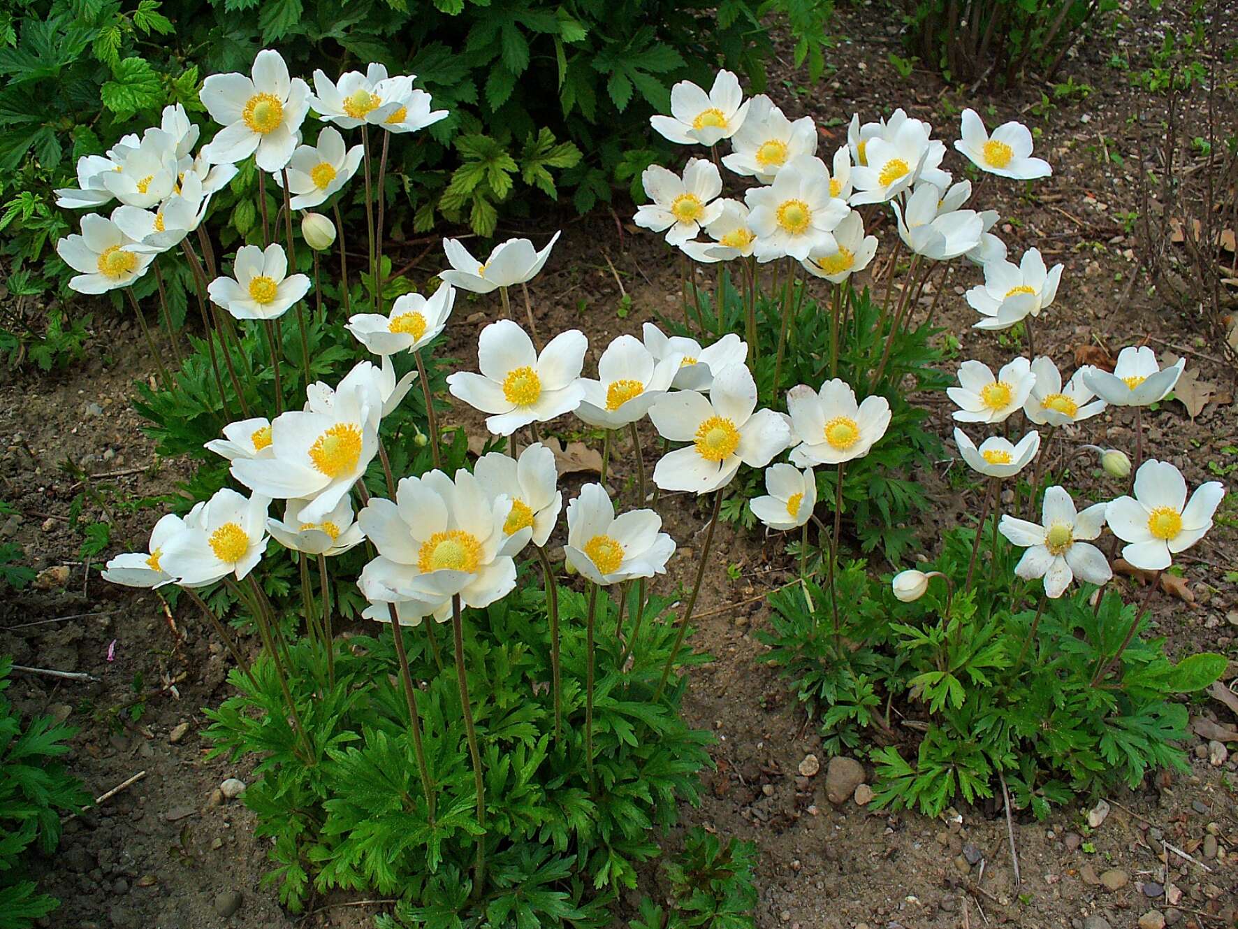 Image of Snowdrop Anemone