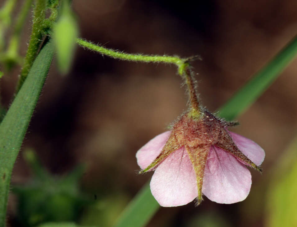 Image of Hermannia boraginiflora Hook.