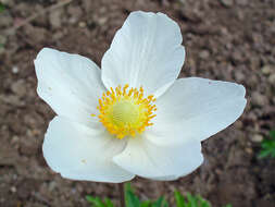 Image of Snowdrop Anemone