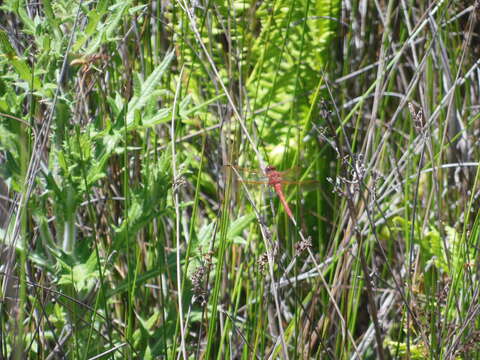 Image of Red-veined Meadowhawk