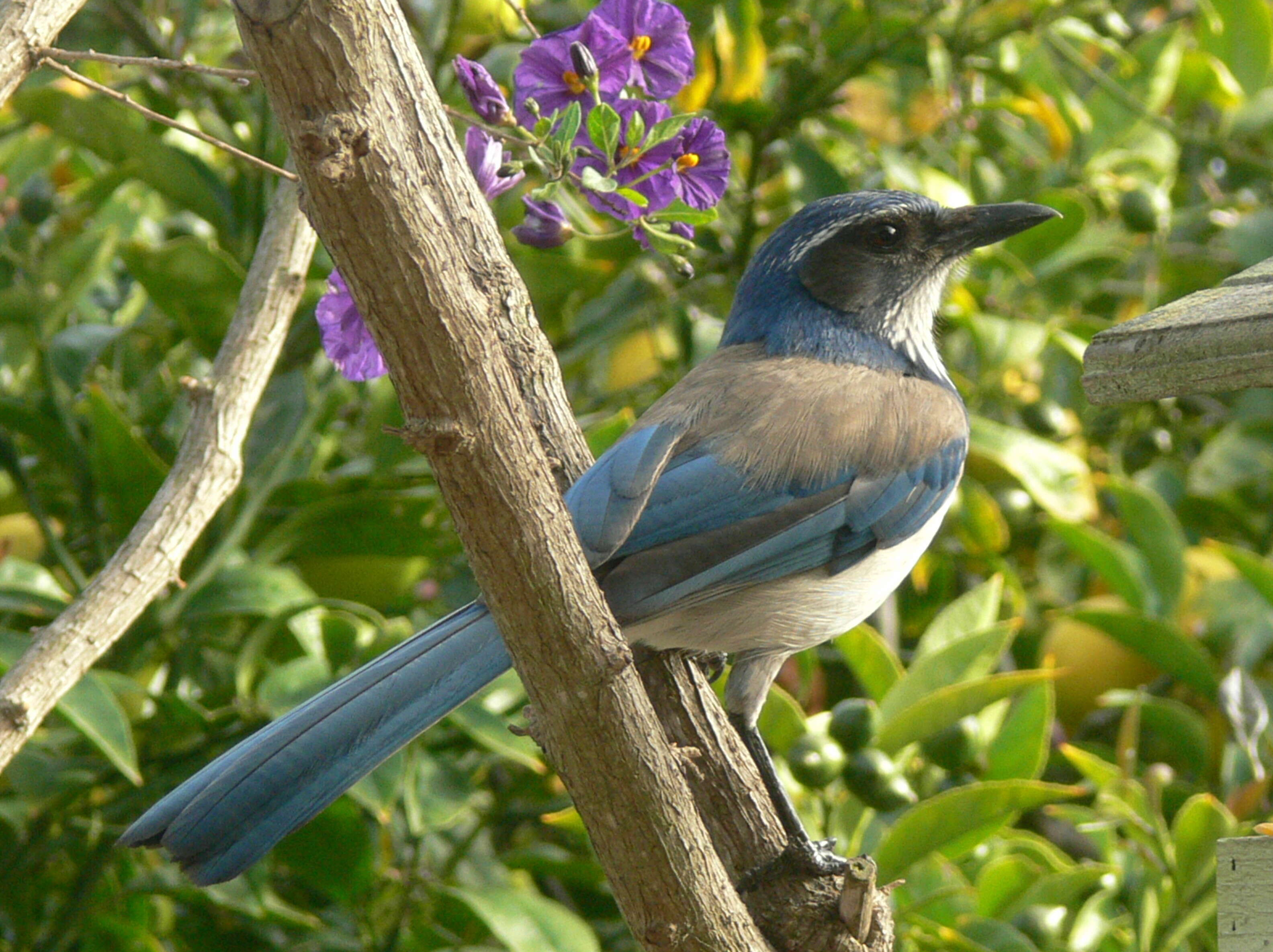 Image of Aphelocoma Cabanis 1851