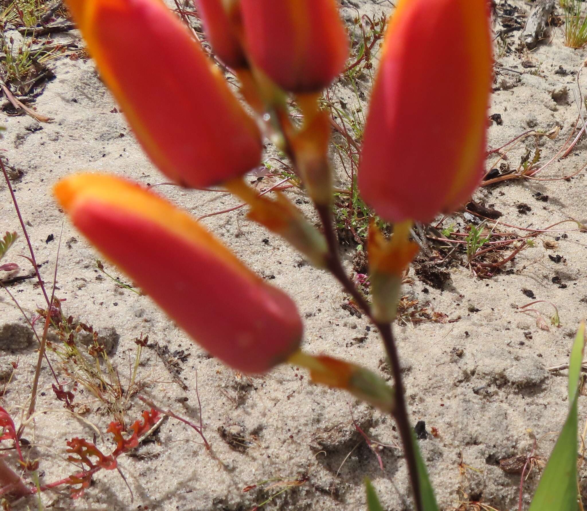 Image of Ixia calendulacea Goldblatt & J. C. Manning