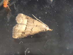 Image of White-line snout moth