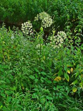 Image of Norwegian angelica