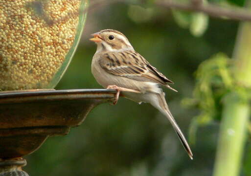 Image of Clay-colored Sparrow