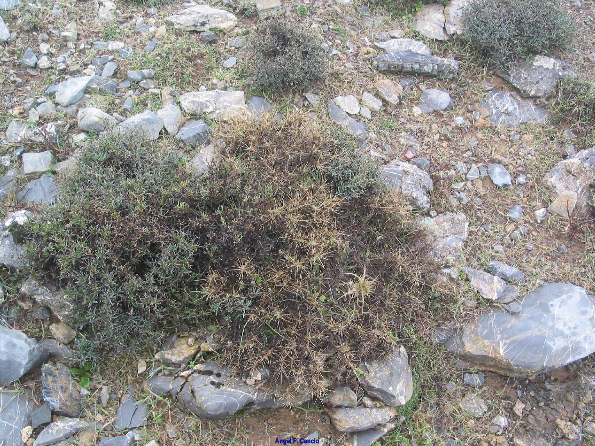 Image of Bupleurum fruticescens subsp. spinosum (Gouan) O. Bolos & Vigo