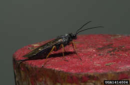 Image of Sirex noctilio