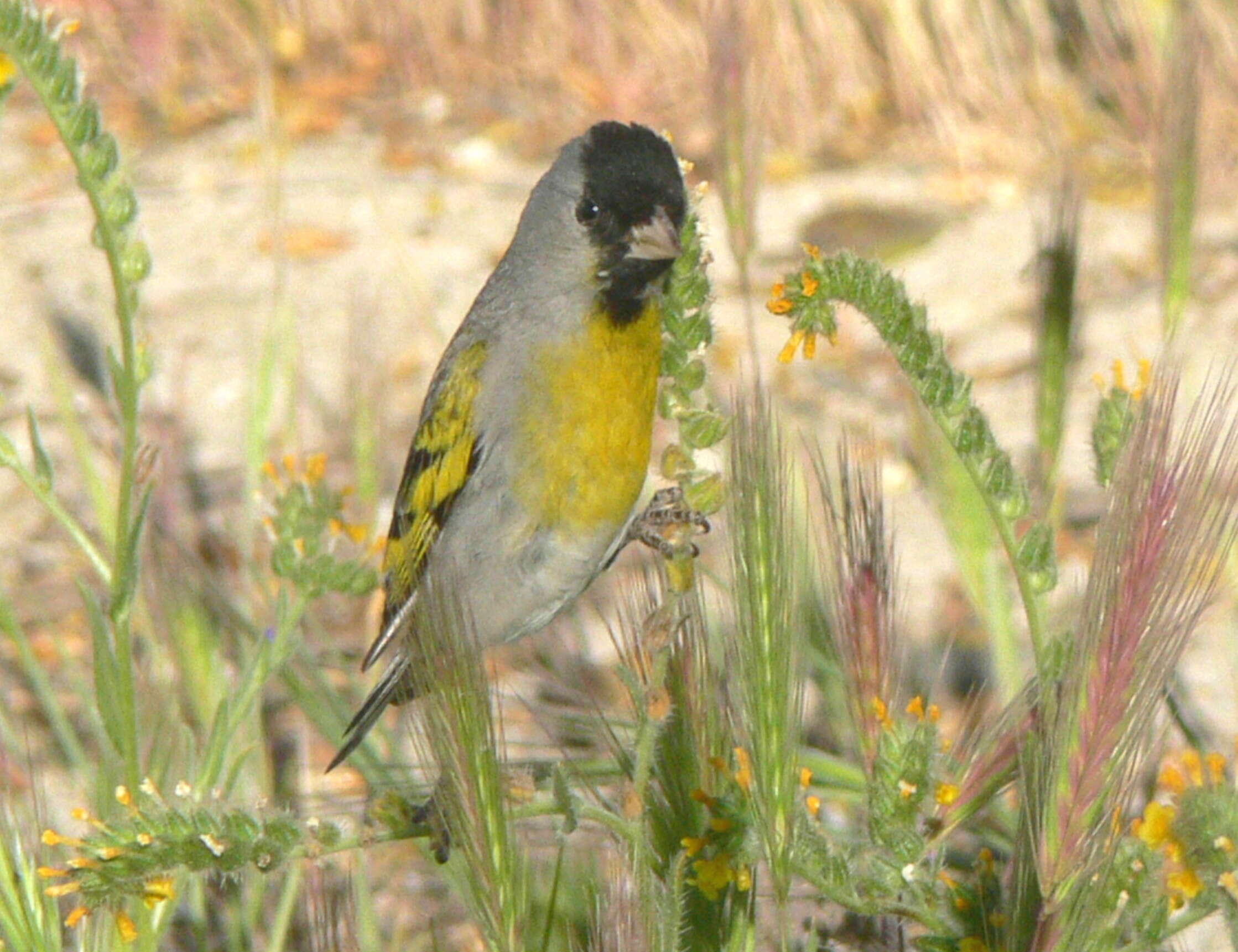 Image of Lawrence's Goldfinch