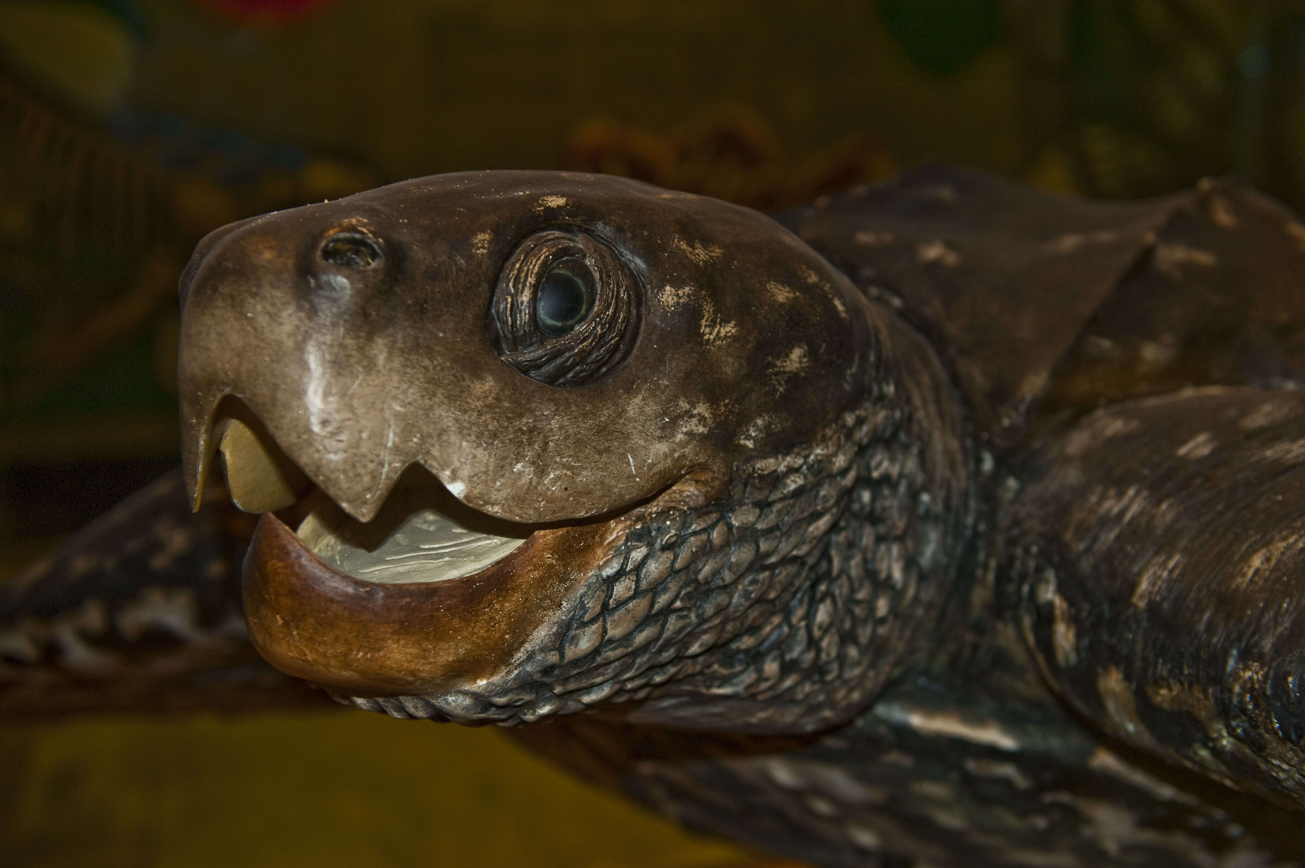 Image of Leatherback sea turtle