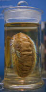 Image of Sea mouse