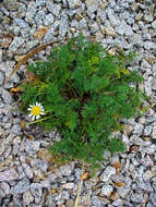 Image of corn chamomile