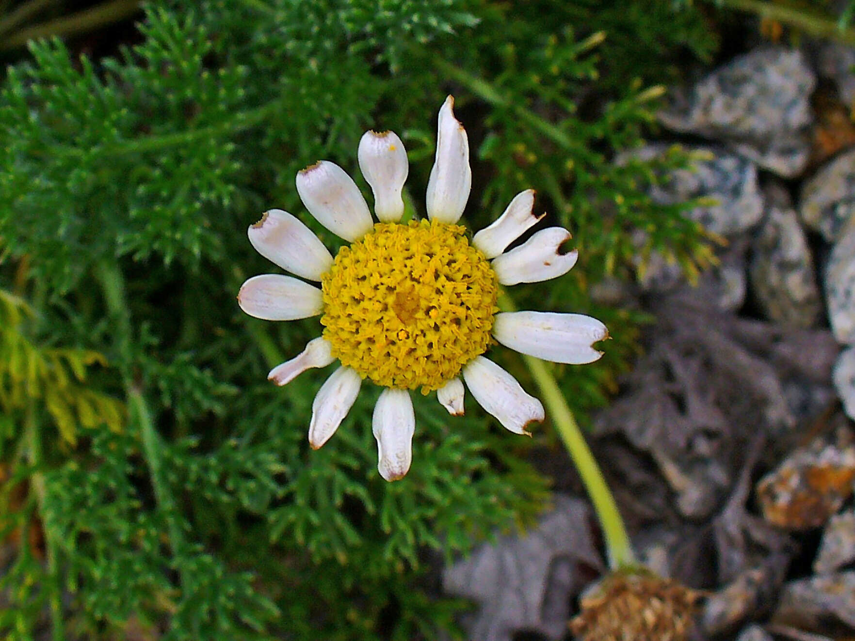 Image of corn chamomile