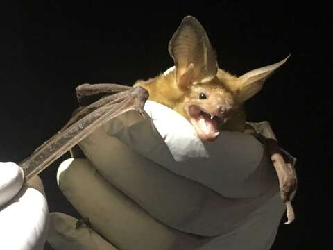 Image of pallid bat