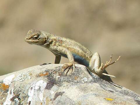 Image of Common Sagebrush Lizard