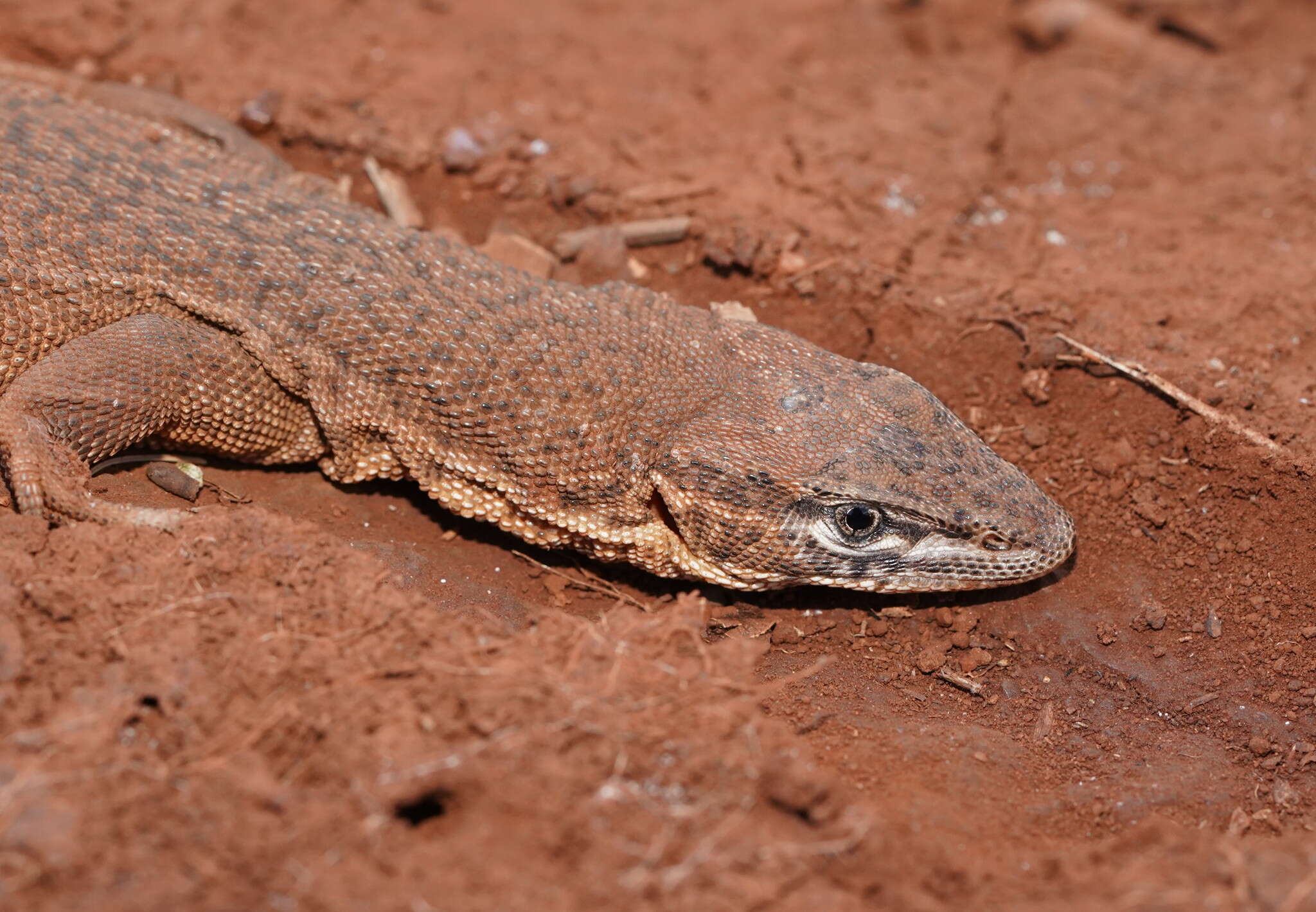 Imagem de Varanus storri Mertens 1966