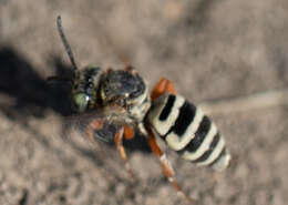 Triepeolus balteatus Cockerell 1921 resmi