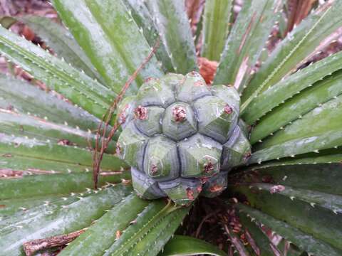 Image of Pandanus analamerensis Huynh