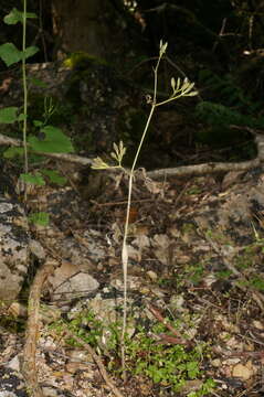 Image of Chaerophyllum nodosum (L.) Crantz