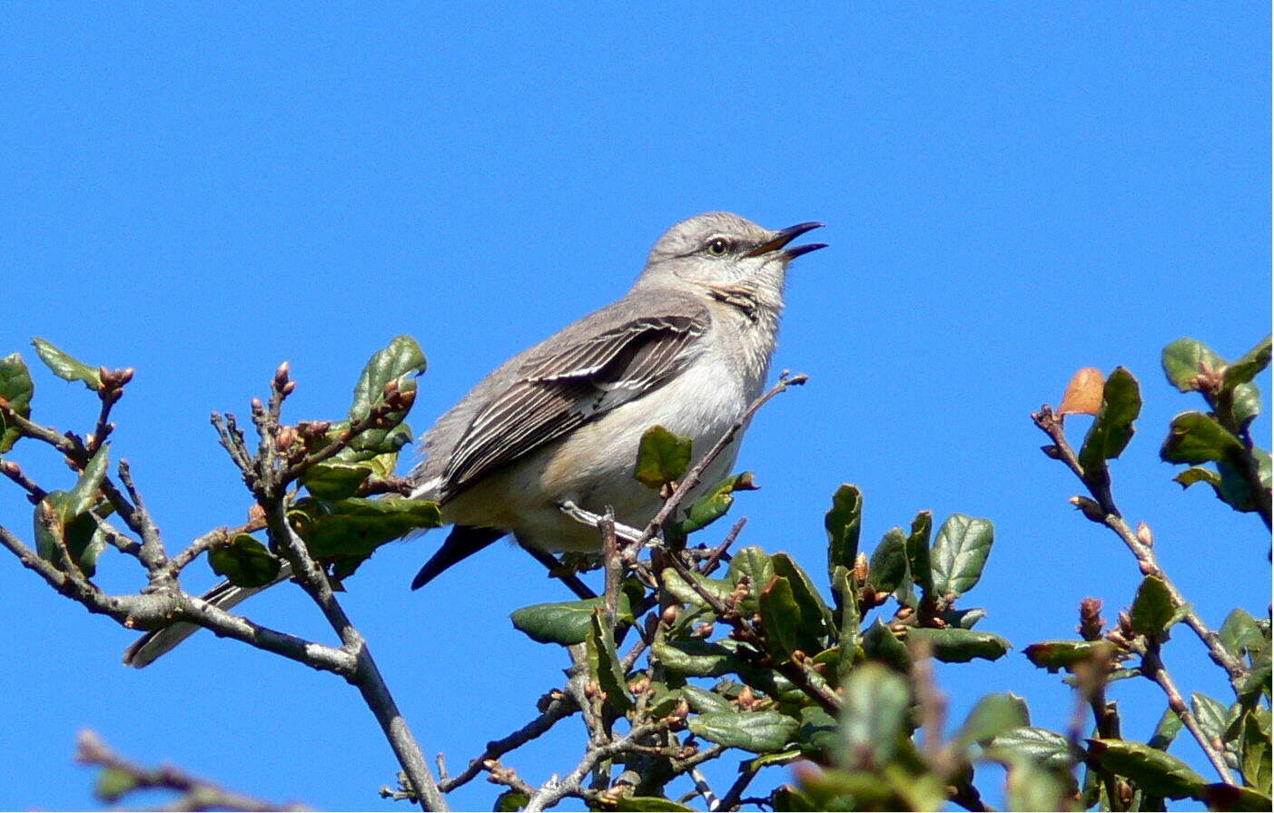 Image of Northern Mockingbird