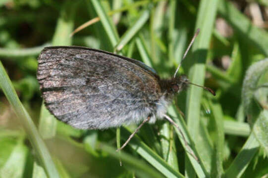 Image of De Lesse’s Brassy Ringlet