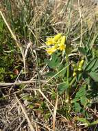 Image of tundra milkvetch