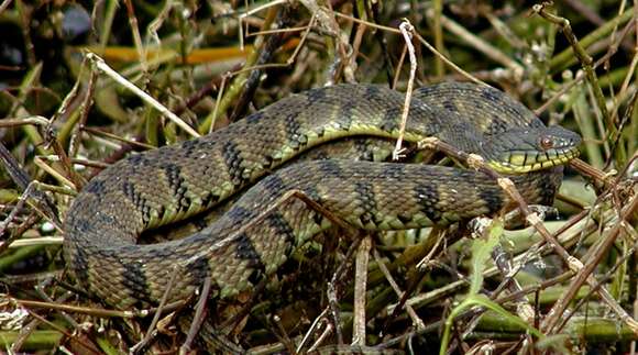 Image of Diamond-backed Watersnake