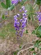 Image of Australian lilac vine