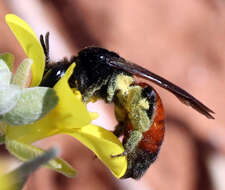 Image of Andrena prima Casad 1896