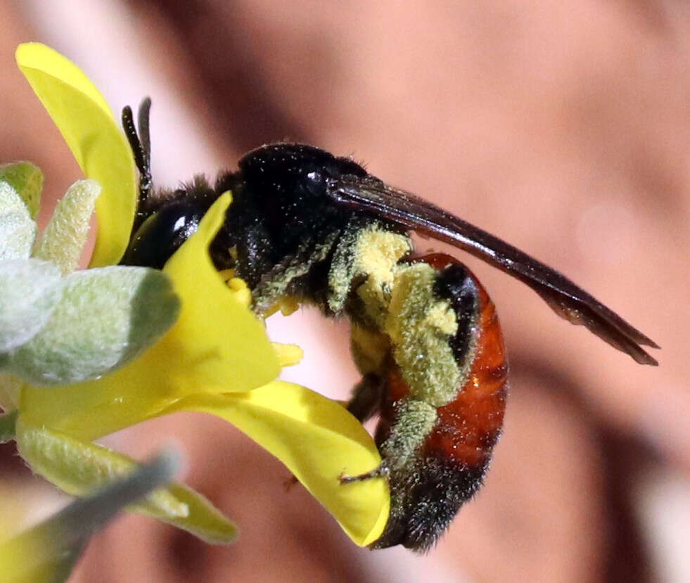 Image of Andrena prima Casad 1896