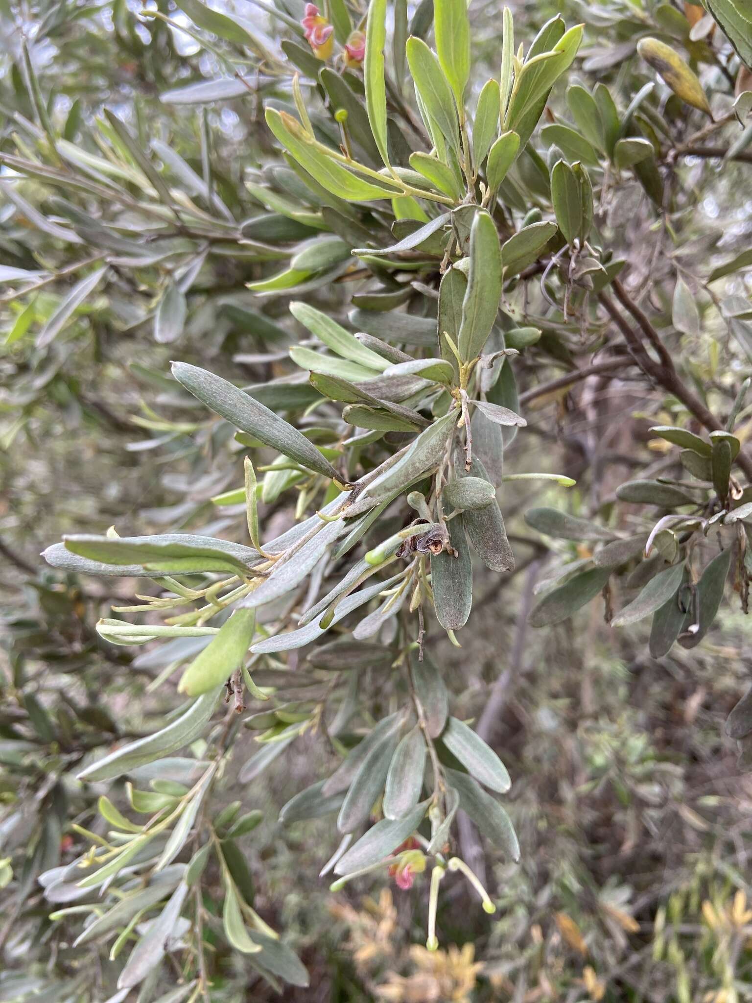 صورة Grevillea arenaria R. Br.