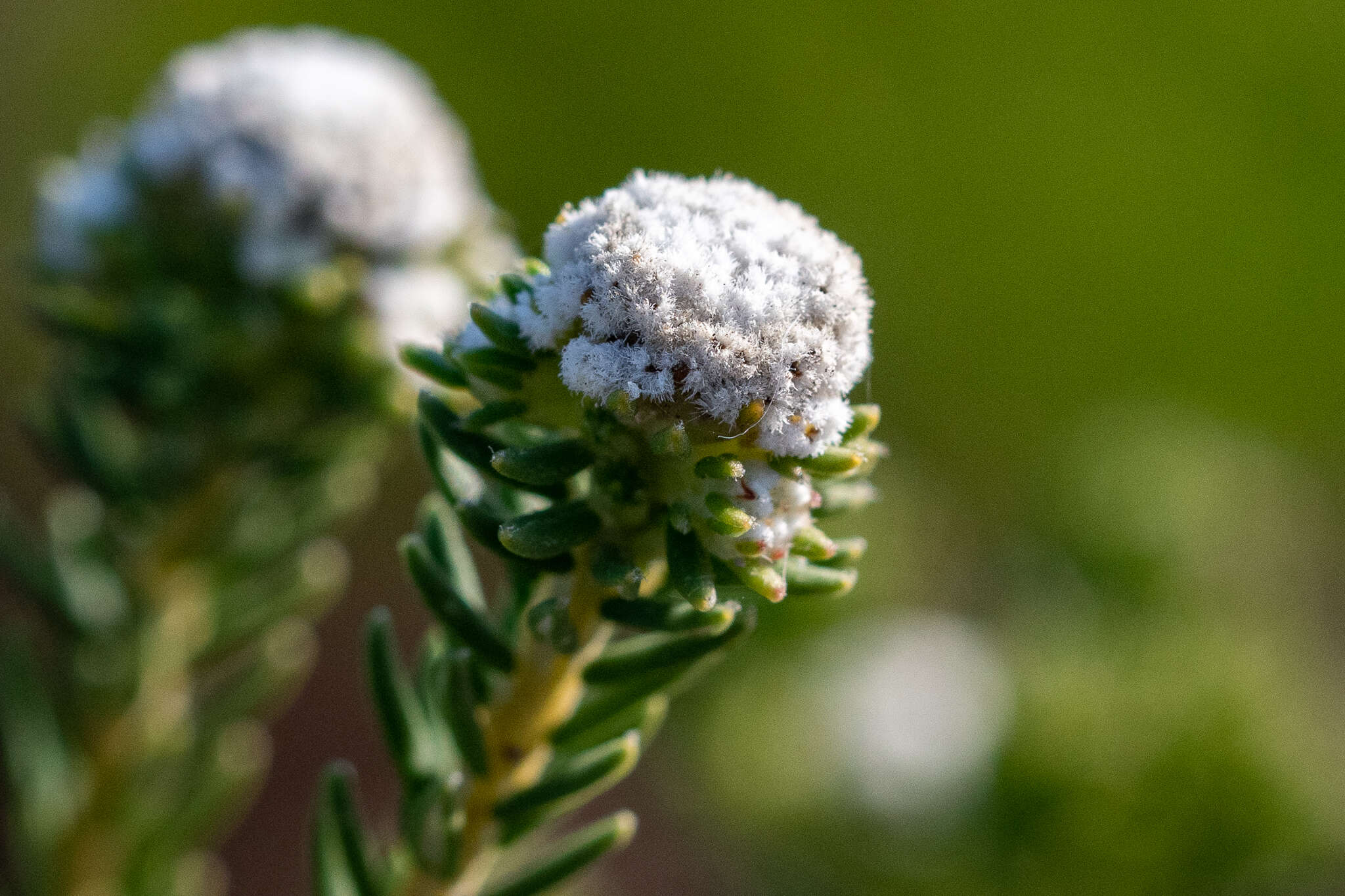 Image of Phylica selaginoides Sond.