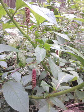 Image of tropical pokeweed