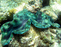 Image of Giant Clam